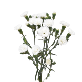 LILIPUT NAUGE, WHITE LILIPUT