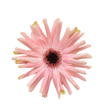 MINI GERBERA PASTINI PESARO