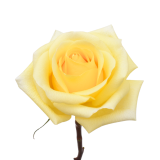 SUNNY DAY ROSE, YELLOW ROSE