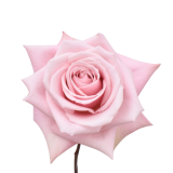 YOGA ROSE, PINK ROSE, LIGHT PINK ROSE