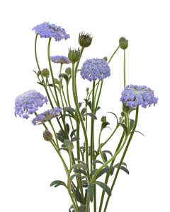 Didiscus