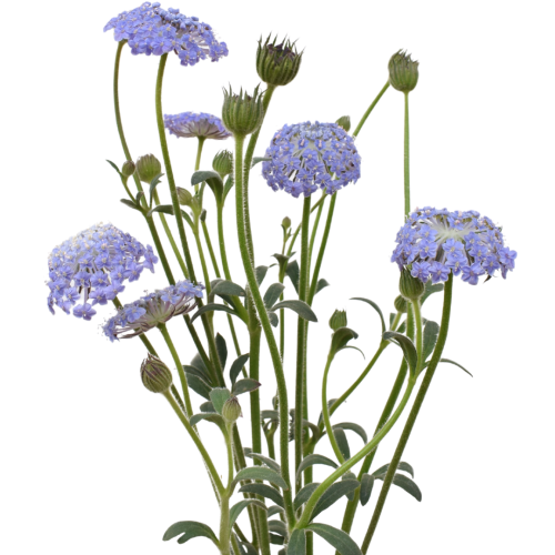 DIDISCUS BLUE