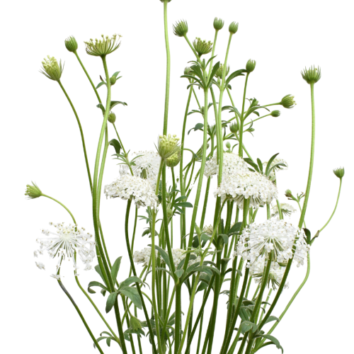 DIDISCUS WHITE