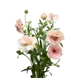 BUTTERFLY HESTIA, BUTTERFLY CREAM, MARIPOSA CREAM, RANUNCULUS BUTTERFLY HESTIA, RANUNCULUS BUTTERFLY CREAM