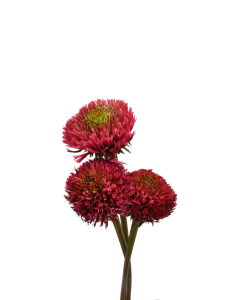 Echinacea