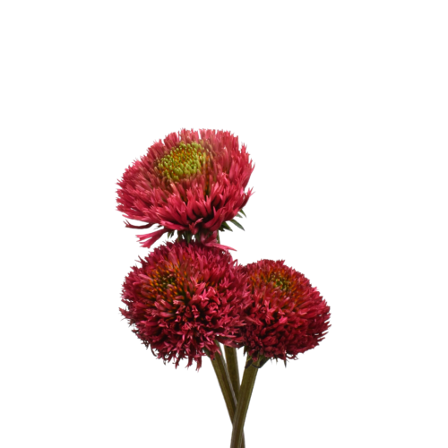 ECHINACEA CORAL