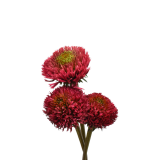 ECHINACEA CORAL