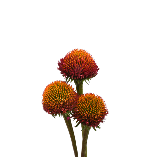 ECHINACEA POD