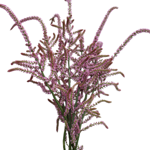 LIMONIUM PINK POKER
