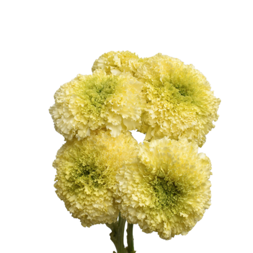 MARIGOLD BUTTER