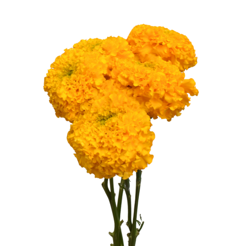 MARIGOLD COCO GOLD