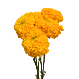 MARIGOLD COCO GOLD