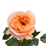 MELON X-PRESSION ROSE