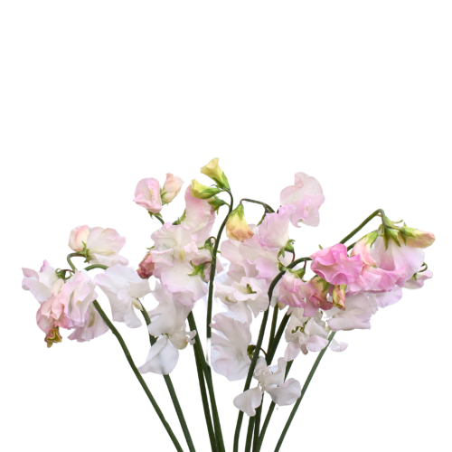 SWEET PEA BLUSH