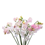SWEET PEA BLUSH