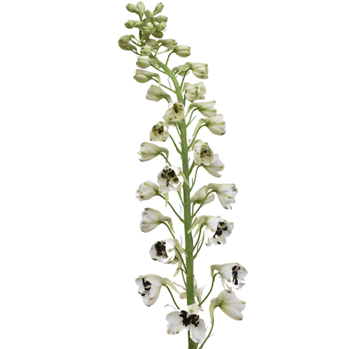 DELPHINIUM BLACK AND WHITE