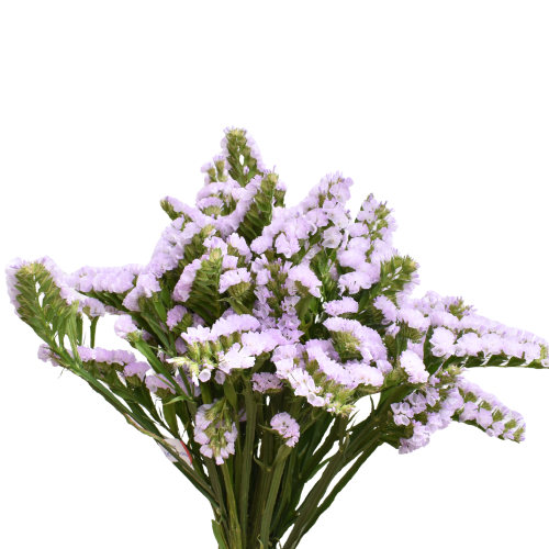 STATICE LAVENDER