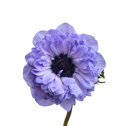 ANEMONE LEVANTE AZZURRO