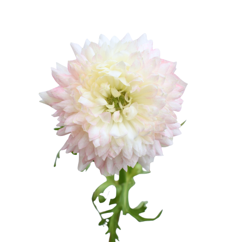 ANEMONE LEVANTE PALE