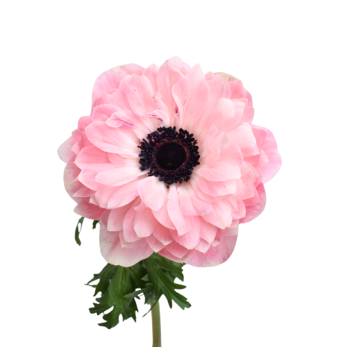 ANEMONE LEVANTE ROSA CHIARO