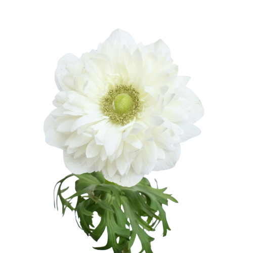 ANEMONE LEVANTE WHITE
