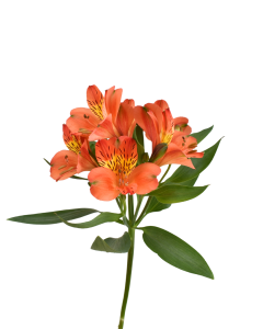 Astromelia