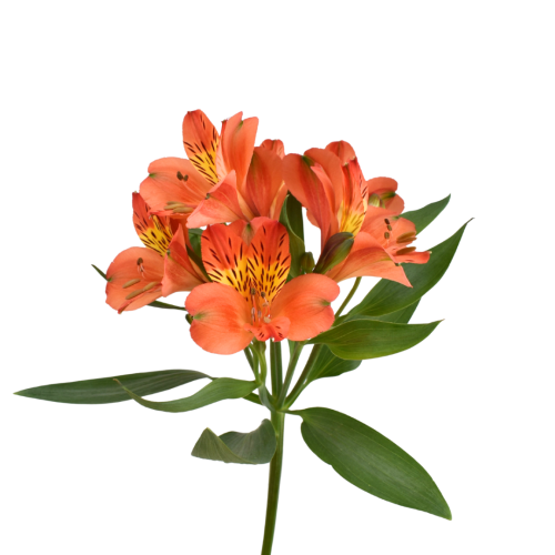ASTROMELIA ORANGE