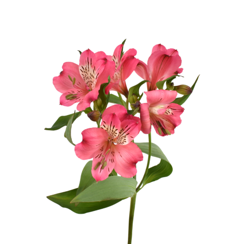 ASTROMELIA PINK