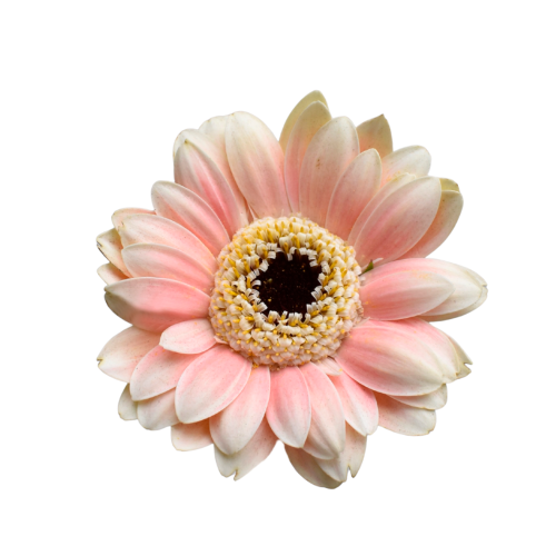 MINI GERBERA MOLARA