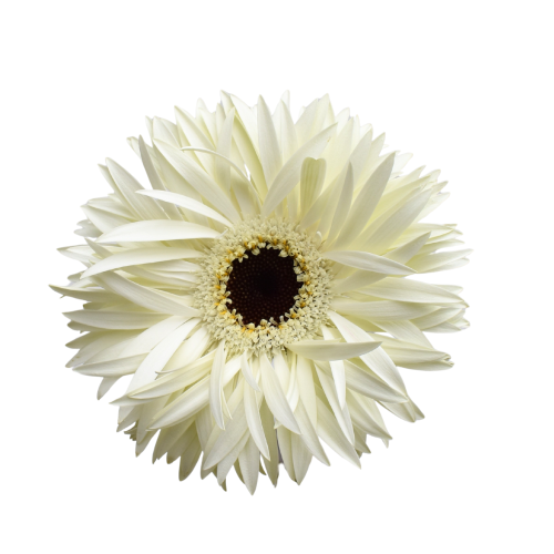 GERBERA SPIDER NOBLE
