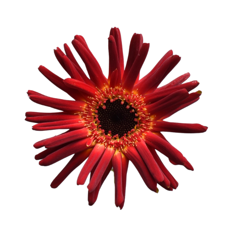 MINI GERBERA PASTINI SOIREE