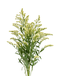 Solidago