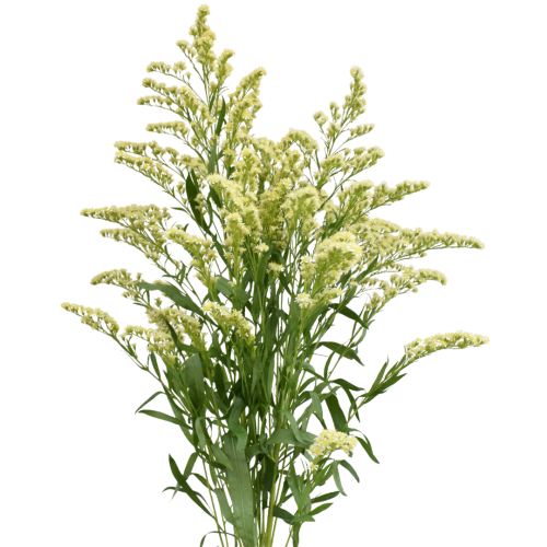 MOONLIGHT GLORY SOLIDAGO