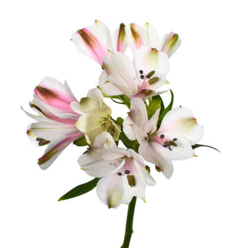 ASTROMELIA WHITE