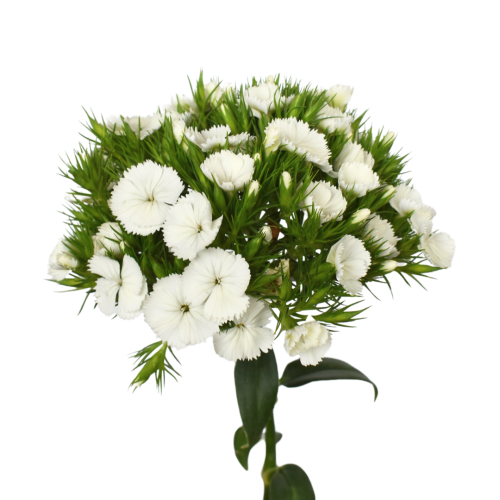 BREANTHUS WHITE