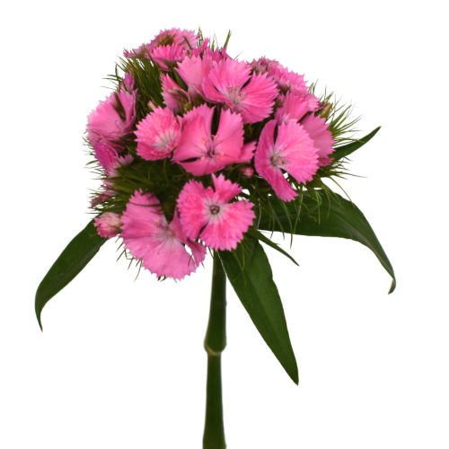 SWEET WILLIAMS PINK