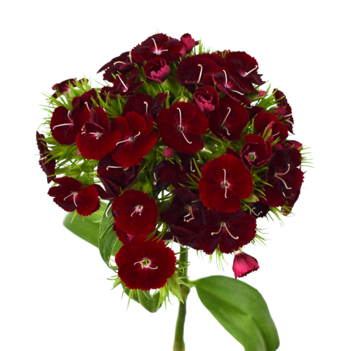VELVET WICKY