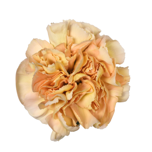 CARNATION ALTAMIRA