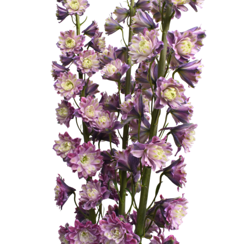 DELPHINIUM HIGHLANDER FLAMENCO