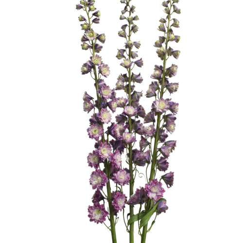 DELPHINIUM HIGHLANDER FLAMENCO