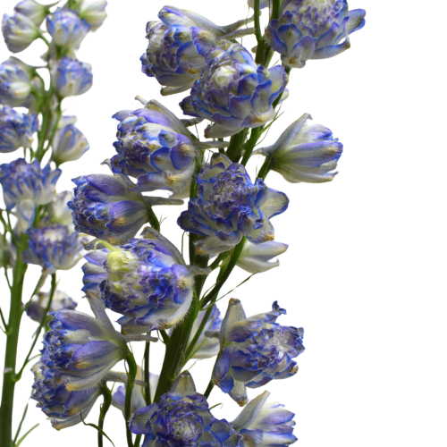 DELPHINIUM SWEET SENSATION