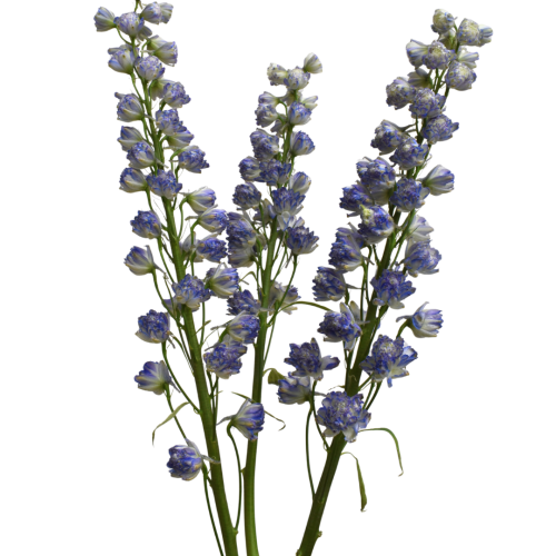DELPHINIUM SWEET SENSATION