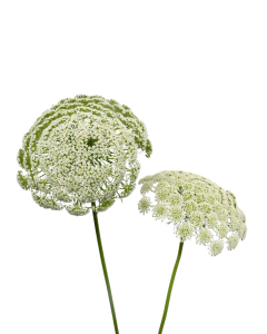 AMMI MAJUS