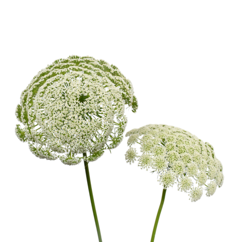 AMMI MAJUS WHITE