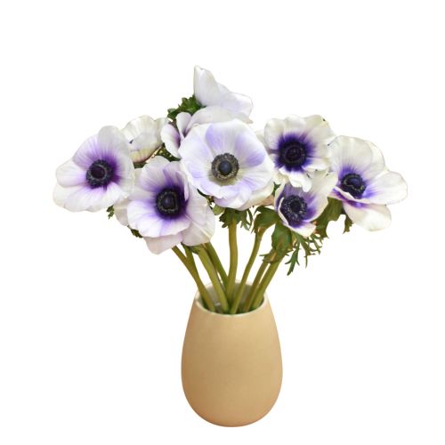 Anemone White and Blue