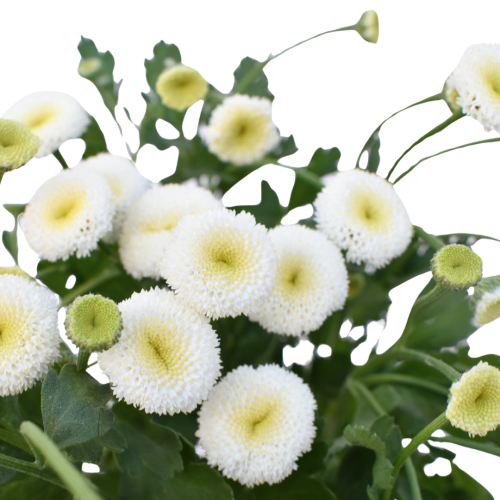 MATRICARIA SNOWBALL WHITE