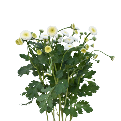 MATRICARIA SNOWBALL WHITE