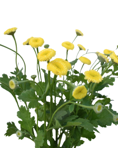 Matricaria