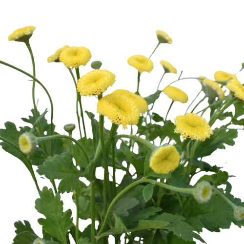 MATRICARIA SNOWBALL YELLOW