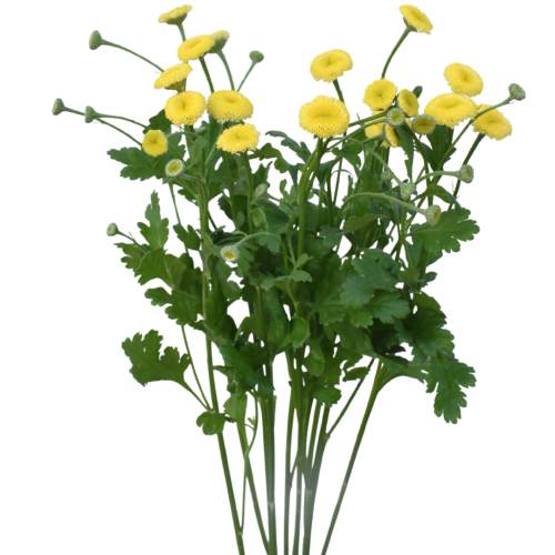 MATRICARIA SNOWBALL YELLOW